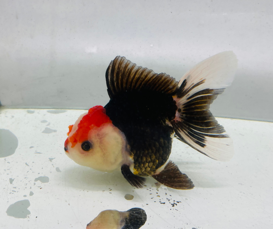 Tancho Tri Oranda Goldfish (10-11 cm) - Zen Aquarium AU