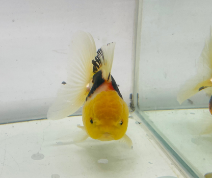 Tri Lemon Head Oranda Goldfish (9-10 cm)
