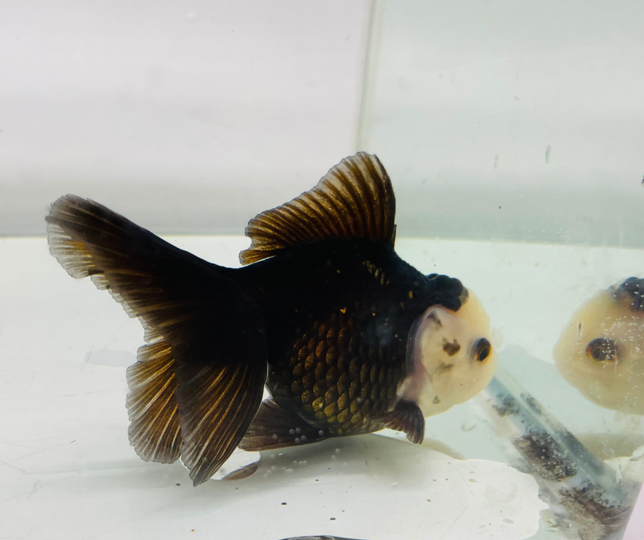 Black Panda Lemon Head Oranda Goldfish (8-9cm)