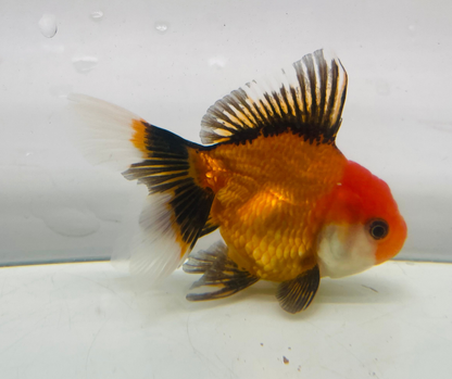 Tri Oranda Goldfish (8-9cm)