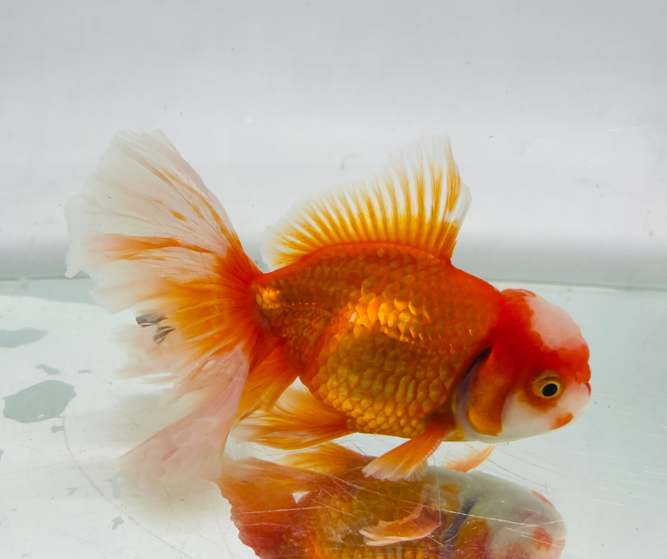 True Rosetail Oranda Goldfish (12 cm)