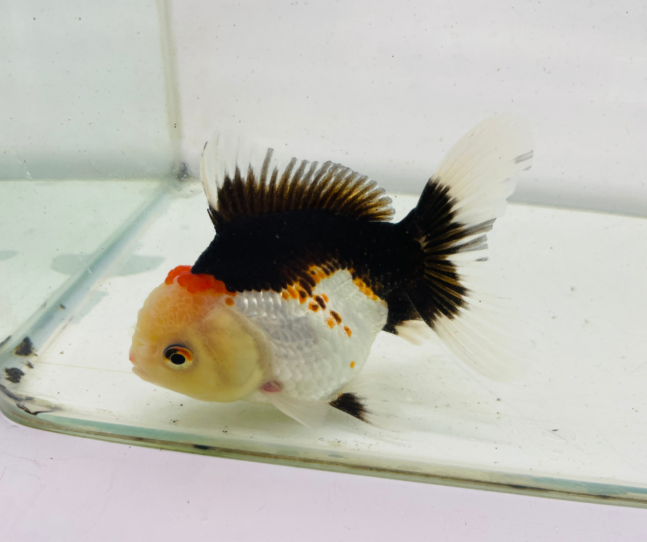 Tri Oranda Goldfish (10 cm)