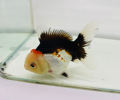 Tri Oranda Goldfish (10 cm)
