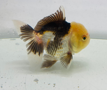 Panda Lemon Head Oranda Goldfish (9cm)