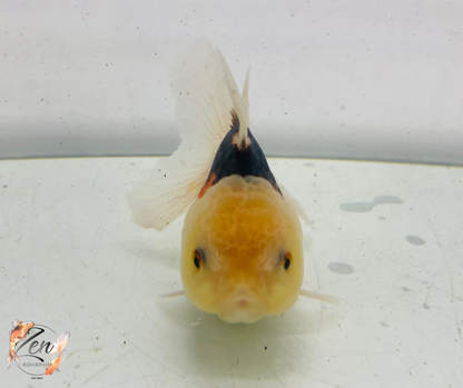Tri Lemon Head Oranda Goldfish (9cm)