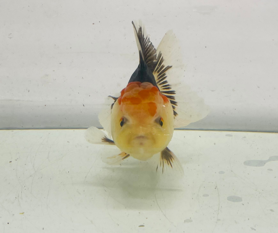 Tri Lemon Head Oranda Goldfish (9cm)
