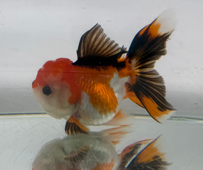Tri Oranda Goldfish (10-11 cm)