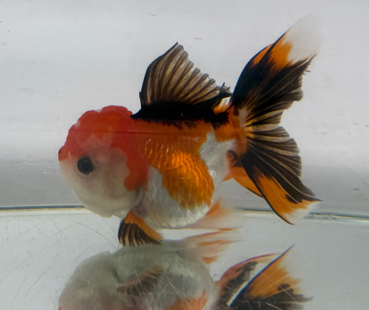 Tri Oranda Goldfish (10-11 cm)