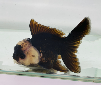 Panda Lemon Head Oranda Goldfish (10-11 cm)