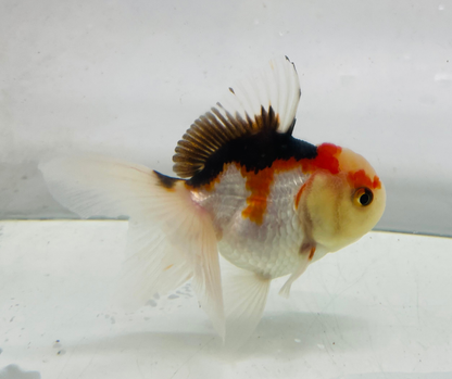 Tri Oranda Goldfish (8-9cm)