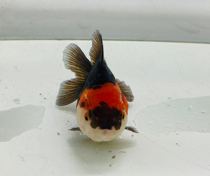 Tri Oranda Goldfish (8-9cm)
