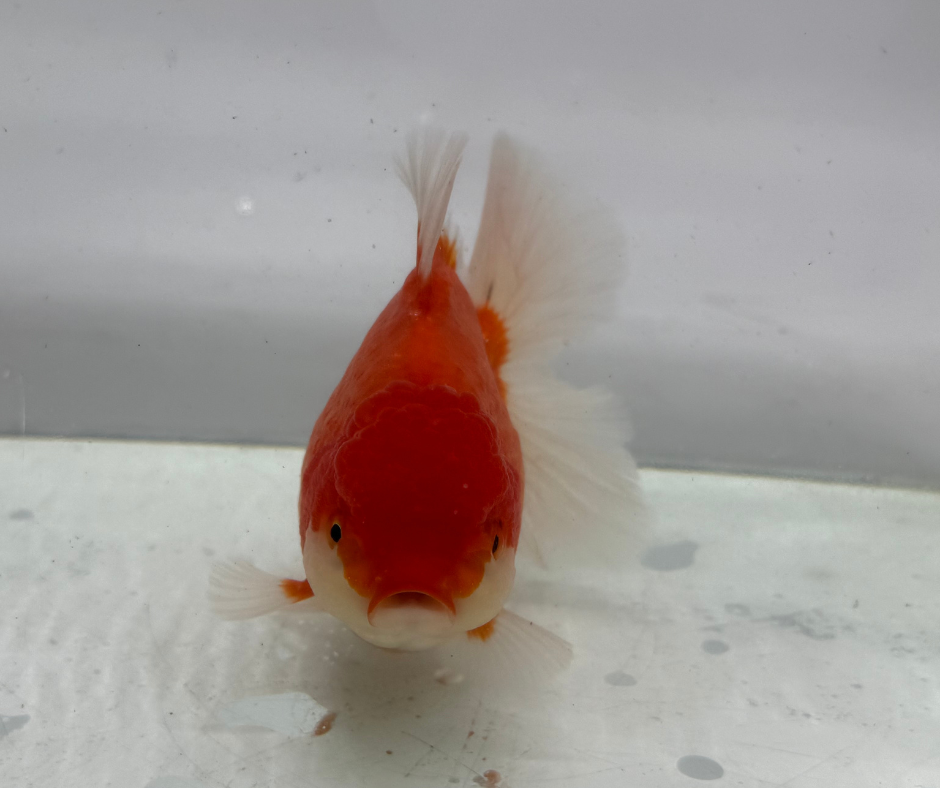 Rosetail Oranda Goldfish (12-13 cm)