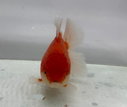 Rosetail Oranda Goldfish (12-13 cm)