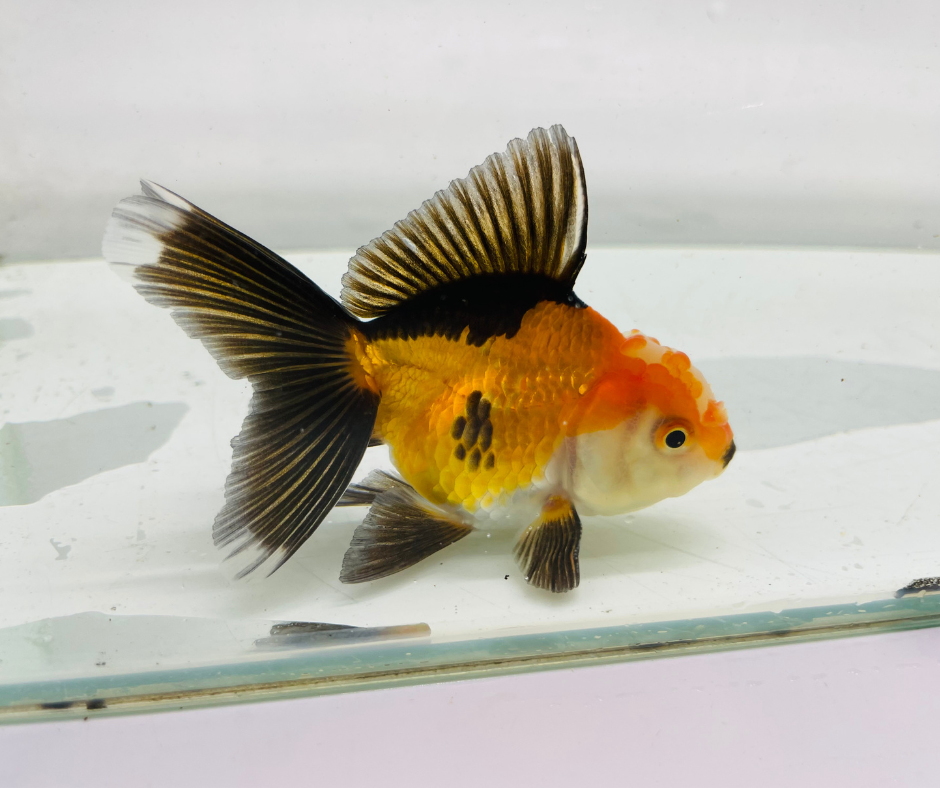 Tri Oranda Goldfish (8-9cm)
