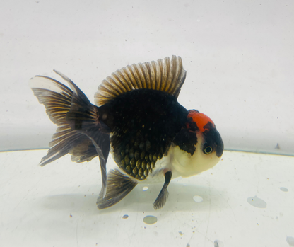 Tri Oranda Goldfish (10 cm)