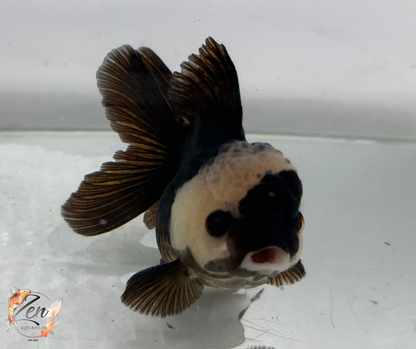 Black Panda Oranda Goldfish (10-11 cm)