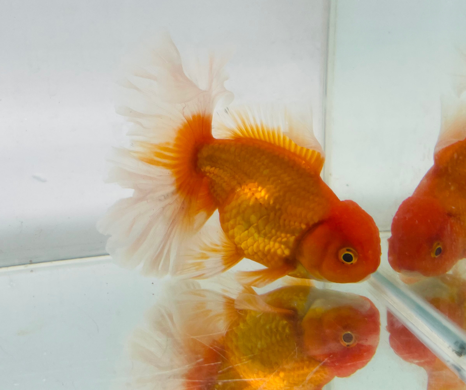 True Rosetail Oranda Goldfish (12 cm)