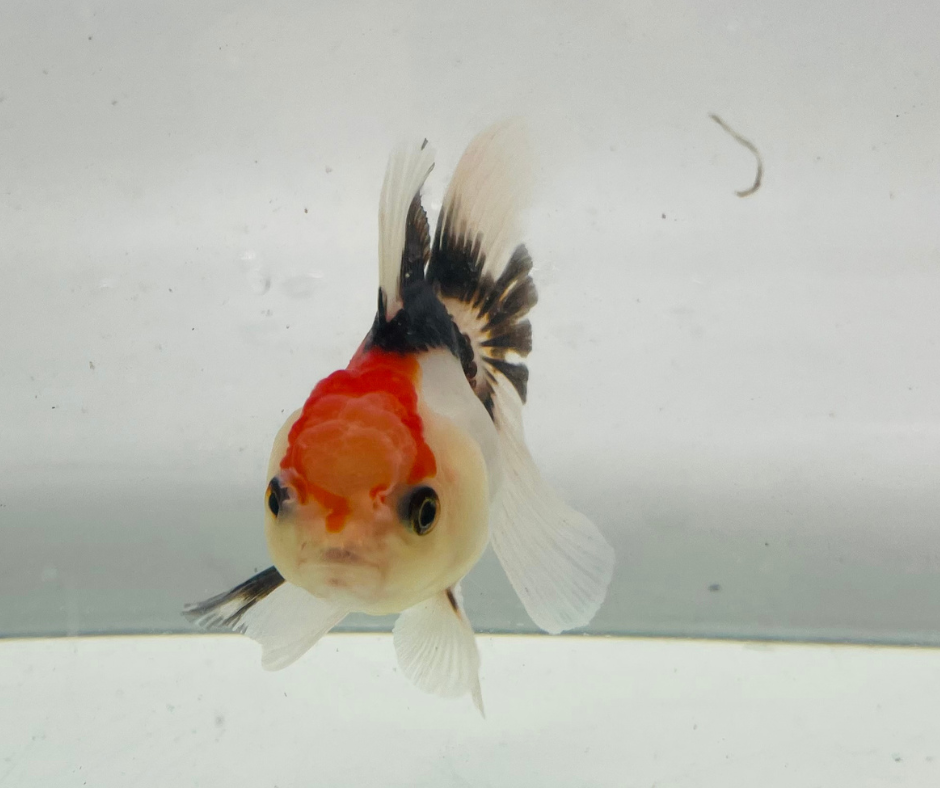 Tri Oranda Goldfish (8-9cm)