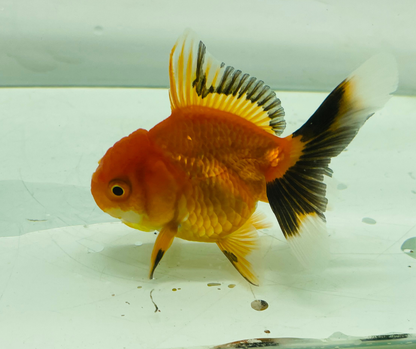 Tri Oranda Goldfish (8-9cm)