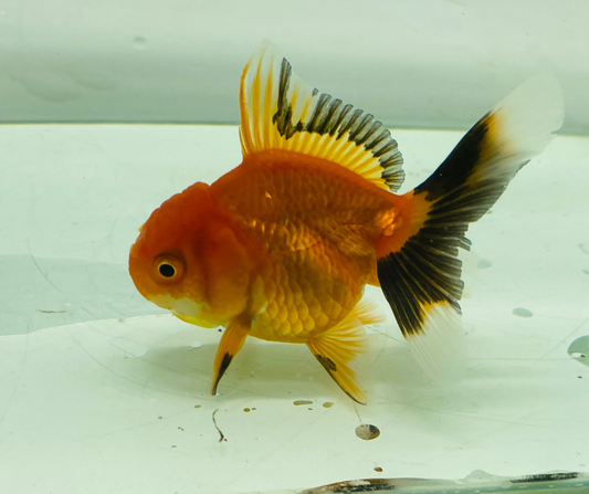 Tri Oranda Goldfish (8-9cm)