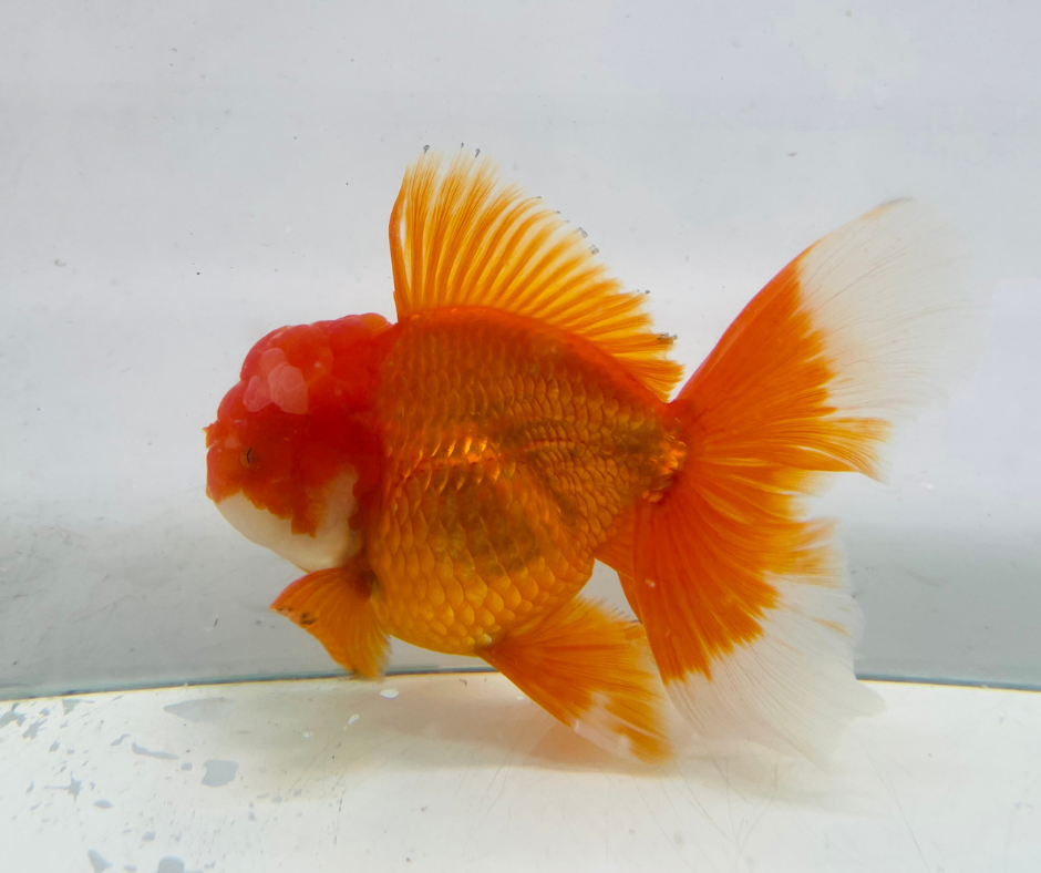 Rosetail Oranda Goldfish (12-13 cm)