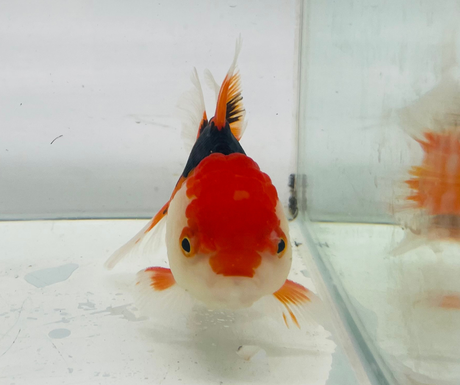 Tri Oranda Goldfish (10-11 cm)
