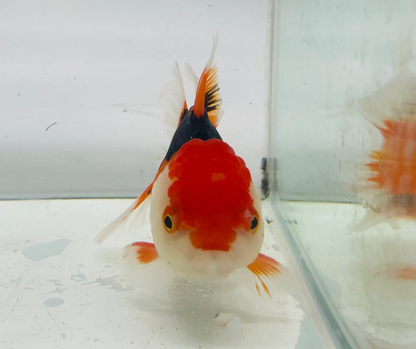 Tri Oranda Goldfish (10-11 cm)