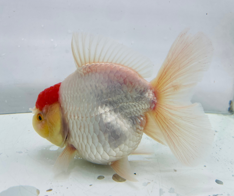 Rosetail Oranda Goldfish (12-13 cm)