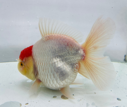 Rosetail Oranda Goldfish (12-13 cm)