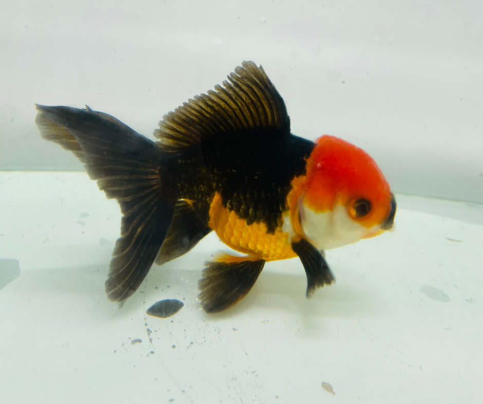 Tri Oranda Goldfish (10-11 cm)