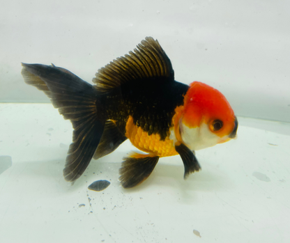 Tri Oranda Goldfish (10-11 cm)