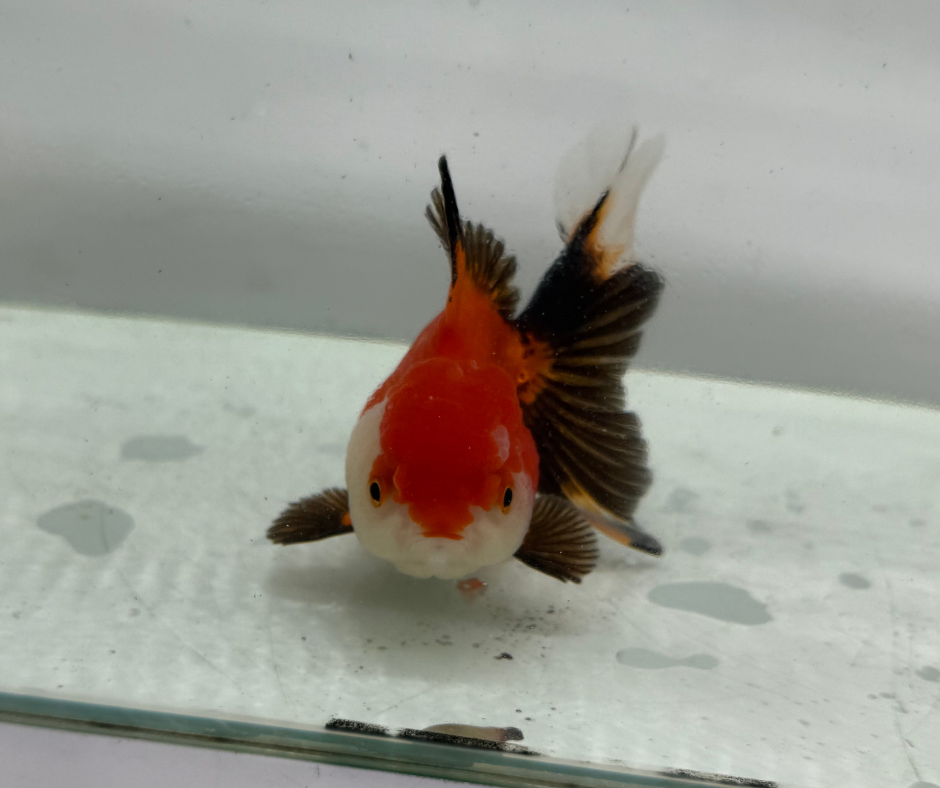 Tri Oranda Goldfish (10-11 cm)
