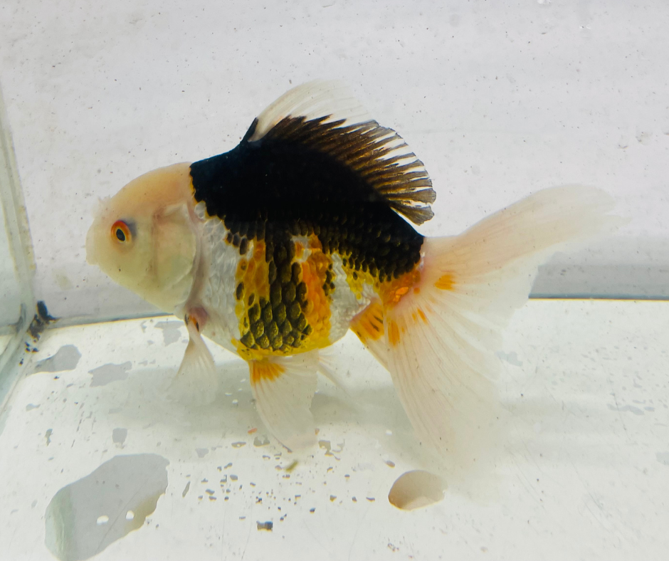Tri Lemon Head Oranda Goldfish (11 cm)