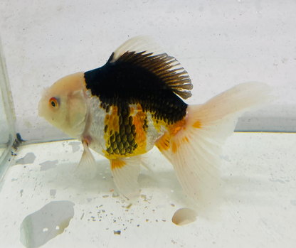 Tri Lemon Head Oranda Goldfish (11 cm)