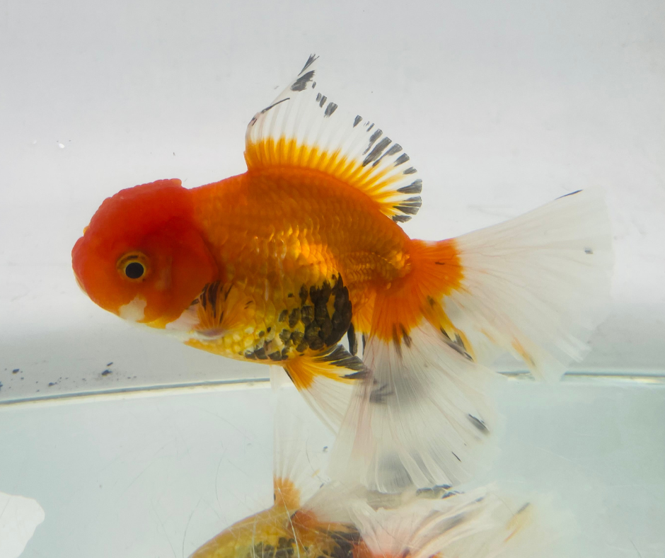 True Rosetail Oranda Goldfish (12 cm)