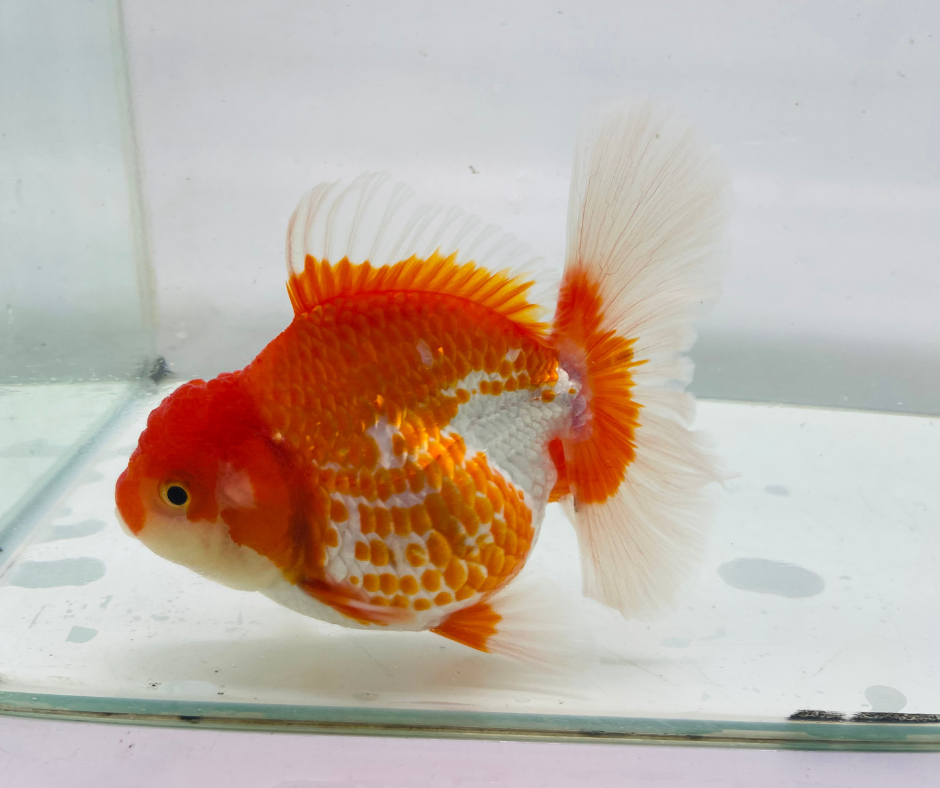 Rosetail Oranda Goldfish (12-13 cm)