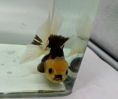 Tri Lemon Head Oranda Goldfish (10-11 cm)