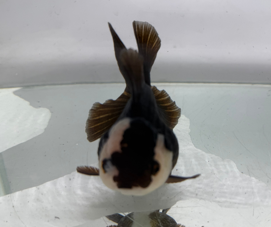 Panda Oranda Goldfish (10-11 cm)