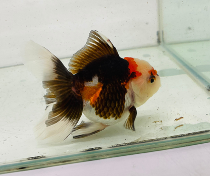 Tri Oranda Goldfish (9cm)