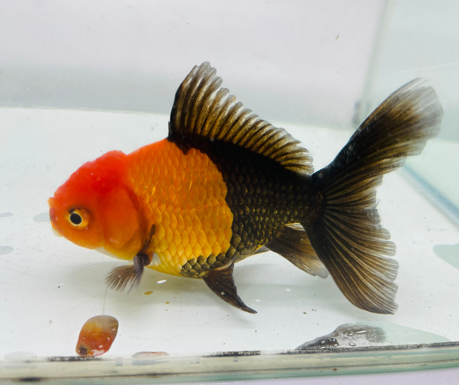 Black&Red Oranda Goldfish (8-9cm)