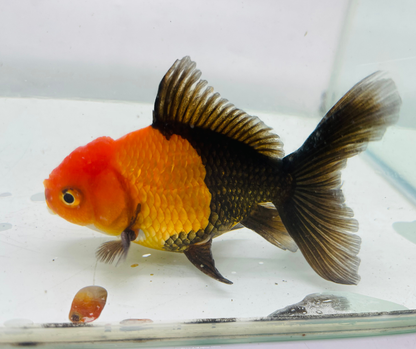 Black&Red Oranda Goldfish (8-9cm)