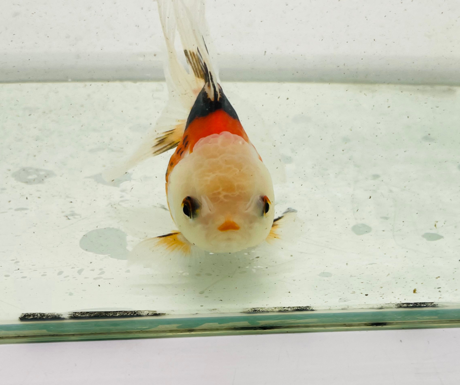 Tri Lemon Head Oranda Goldfish (9cm)