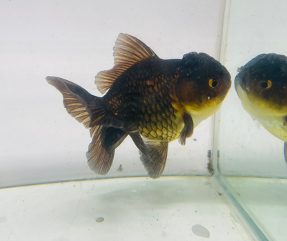 Black&Red Oranda Goldfish (10 cm)