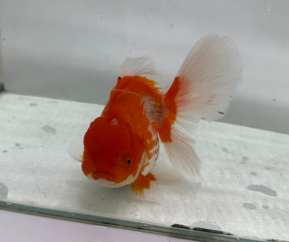 Rosetail Oranda Goldfish (12-13 cm)