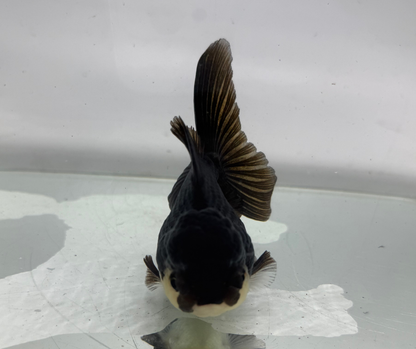 Black Panda Oranda Goldfish (10-11 cm)
