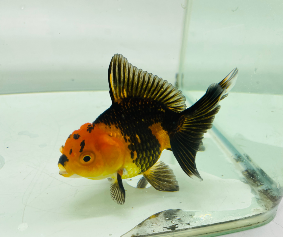 Black&Red Oranda Goldfish (8-9cm)