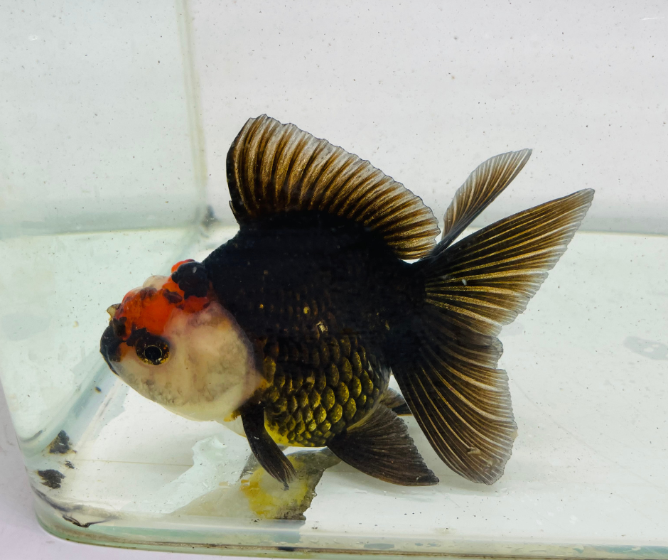 Tri Oranda Goldfish (10-11 cm)