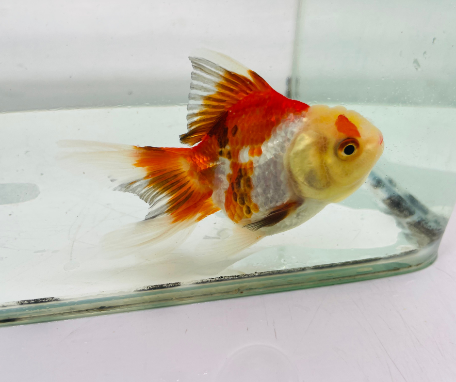 Tri Lemon Head Oranda Goldfish (8-9cm)