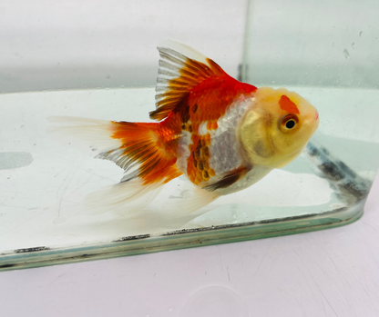 Tri Lemon Head Oranda Goldfish (8-9cm)