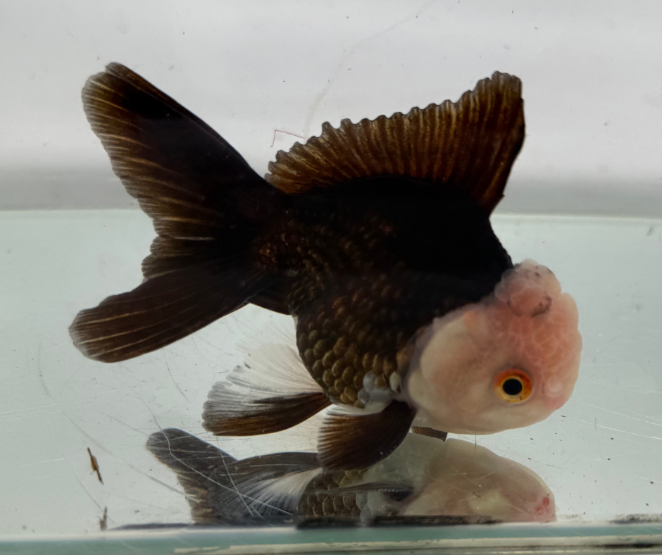 Lemon Head Panda Oranda Goldfish (10-11 cm)